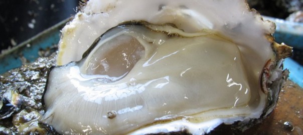 Hamanako Oyster